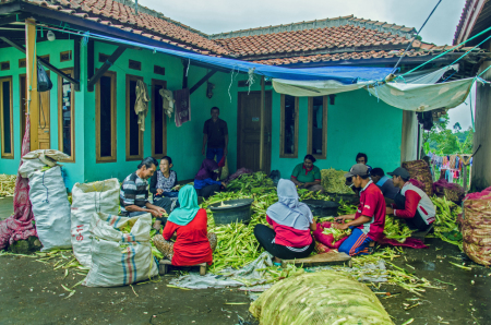 PANEN JAGUNG