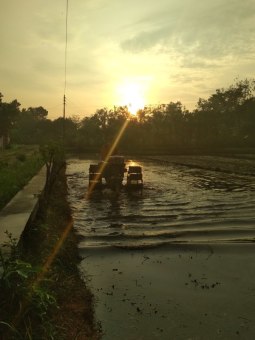 Mbrujul sawah