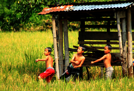 Bermain di Sawah