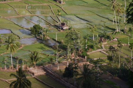 Sawah kampungku