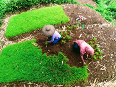 Petani benih padi