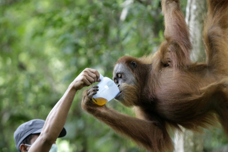 Merawat Orangutan