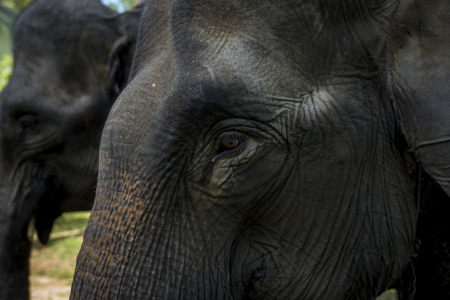 Wajah Gajah Sumatra