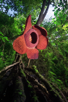 Rafflesia Langka