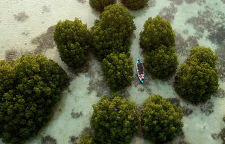Menyusuri Hutan Mangrove