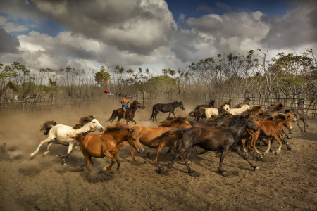 peternakan Kuda Sumba