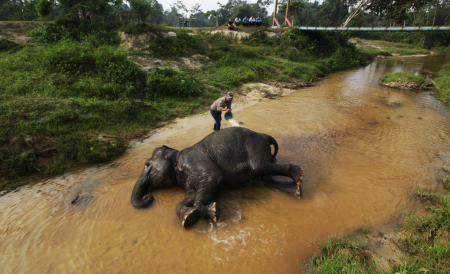 Gajah Sumatra Kebanggan Indonesia