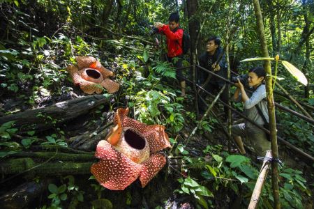 Hunting Rafflesia