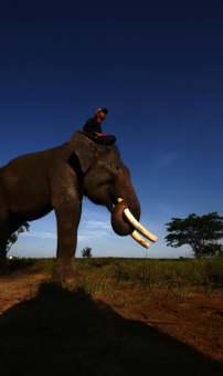 Pelatihan Gajah di Way Kambas