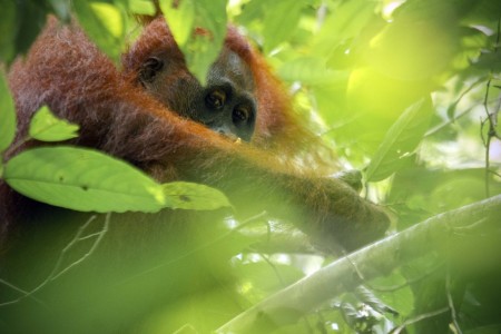 Orangutan Kalimantan