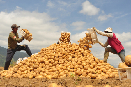 Panen kentang