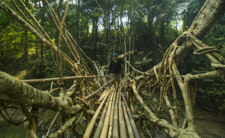Seorang warga baduy luar melewati jembatan akar sambil membawa kayu hutan