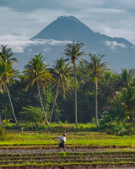 Mengolah sawah di kaki gunung merapi  demi ketahanan pangan indonesia yang lebih baik