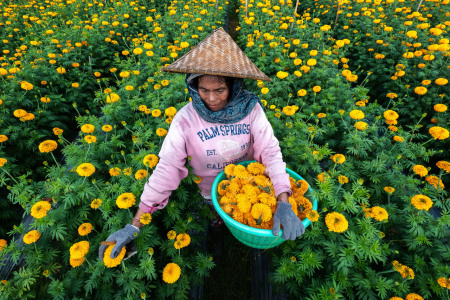 Petani panen bunga Marigold