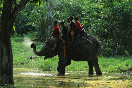 Bermain Gajah Jinak di Desa Buluhcina