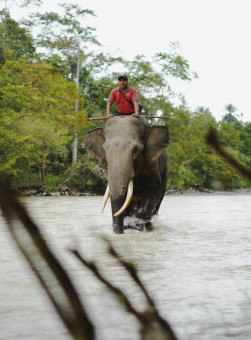 Melindungi Gajah Sumatera di Ekowisata Tangkahan