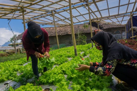 Petani Millennial untuk Masa Depan Pertanian Indonesia