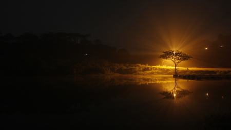 Pohon Cahaya/Tree Of Light