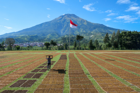 Menjemur Tembakau