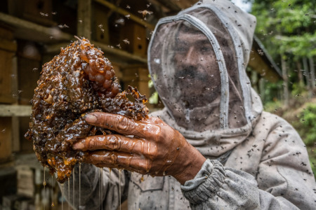 Peternakan Lebah Trigona Penghasil Madu Berkhasiat