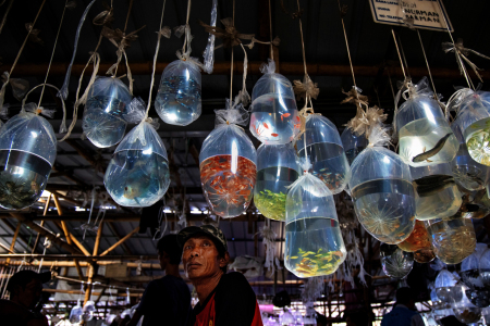 Pasar Ikan Hias Terbesar Asia Tenggara