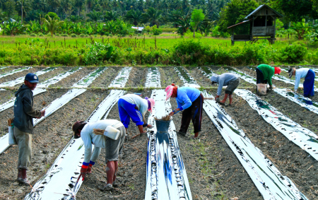 Persiapan Menanam Tomat