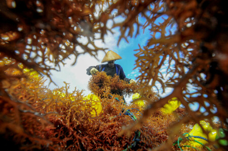 Petani Rumput Laut Menyemai Harapan Masa Depan