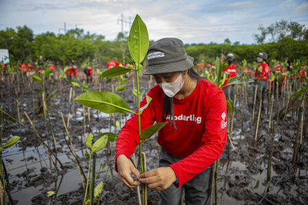 Tanam Mangrove Antisipasi Perubahan Iklim