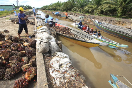 Sungai Membelah Perkebunan Sawit.