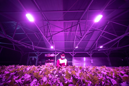 Pemanfaatan Sinar Ultraviolet Pada Sistem Pertanian Hidroponik
