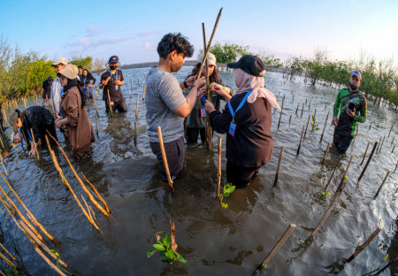 Belajar Bermain Berjuang Di Penanaman Mangrove Di Pantai Baros