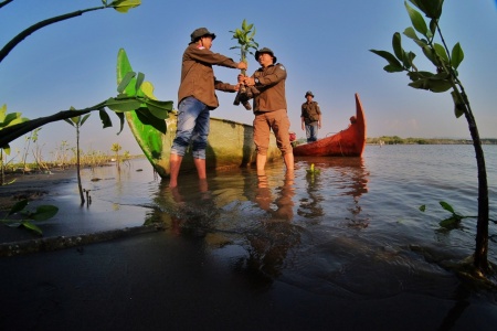 Penanaman mangrove untuk masa depan