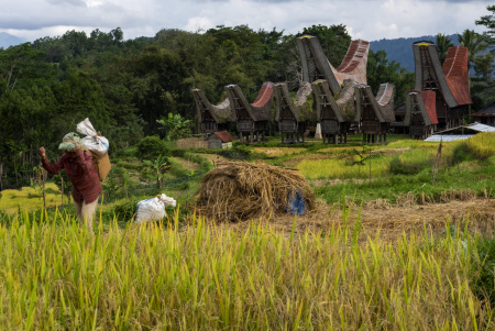 Perempuan dalam Pertanian Padi Sawah di Toraja