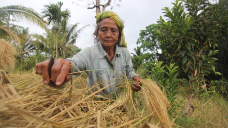 Panen padi secara tradisional