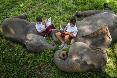 Aktifitas Sepulang Sekolah Anak Pelatih gajah