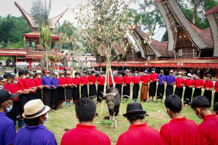 Merawat Tradisi Ma'badong