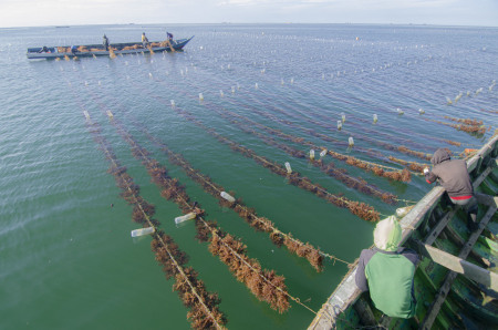 Semangat Petani Rumput Laut untuk Masa Depan Indonesia