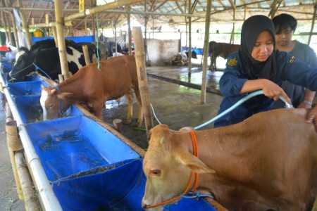 Melihat Aktivitas Pengolahan Kotoran Hewan Ternak Jadi Biogas di Desa Sawahan Boyolali