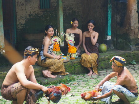 Tradisi sabung ayam di bali