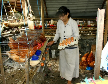 Ternak Ayamku Menopang Ketahanan Pangan dan Ekonomi Keluarga