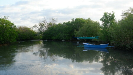 Diantara Bakau