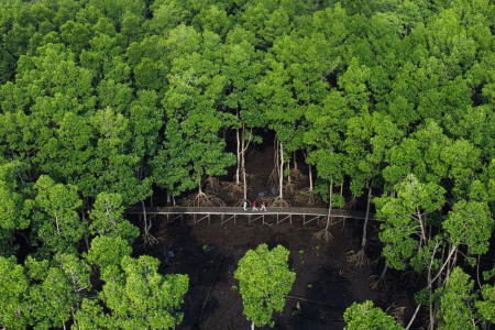 Wisata Ramah Alam Taman Mangrove Bontang