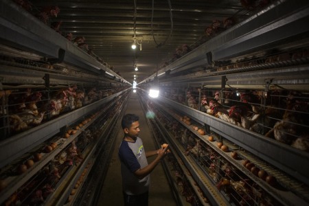 Listrik Meningkatkan Ekonomi Peternak Ayam
