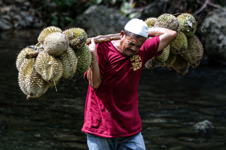 ANGKAT DURIAN