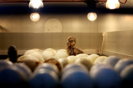 Penetasan Telur untuk tingkatkan ekonomi