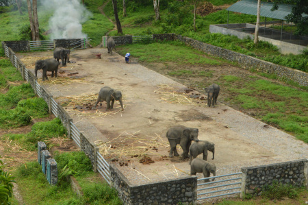 Membersihkan Lingkungan Kandang Gajah Sumatera
