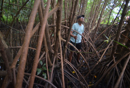 Rehabilitasi kawasan mangrove Pariaman