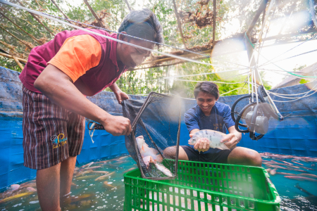 Berhasil Panen di kolam terpal