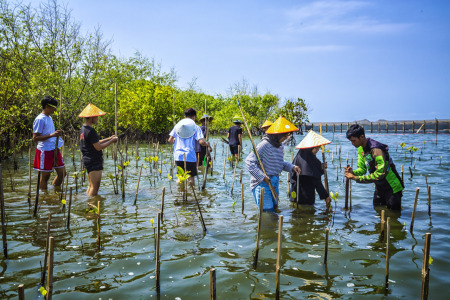 Menanam mangrove