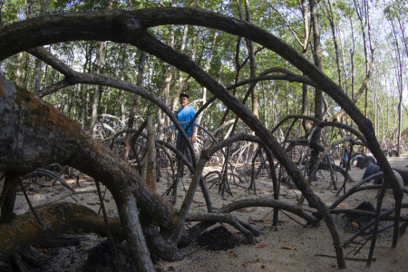 Menjadikan Tempat Sampah sebagai Ekowisata Mangrove
